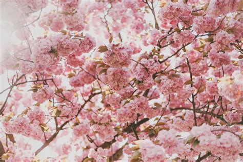 Cherry Blossom Tree Cherry Blossom Nature Plants Hd Wallpaper