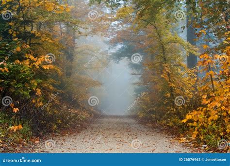 Alley In Autumn Stock Photo Image Of Avenue Grove Beautiful 26576962