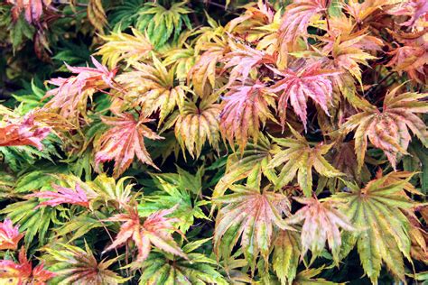 Acer Shirasawanum Bashful Japanese Maple Conifer Kingdom