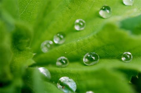 Free Picture Dew Moisture Green Leaf Environment Droplet Wet