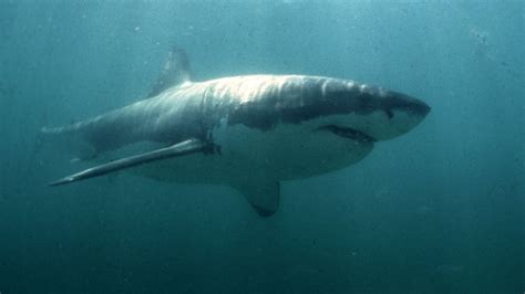 Ocearch Cabot Great White Shark Spotted In Long Island Sound For First