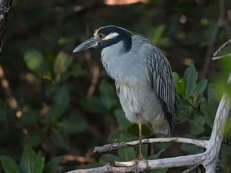 Texas Herons And Egrets How To Tell Them Apart With Photos