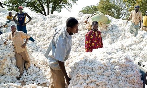 Mali Makes Good Cotton Faso Trapped By Gmos Kapital Afrik