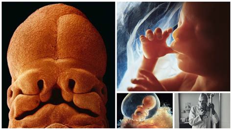 25 Gambar Pembentukan Bayi Dalam Kandungan Setelah 12 Tahun Dirakam