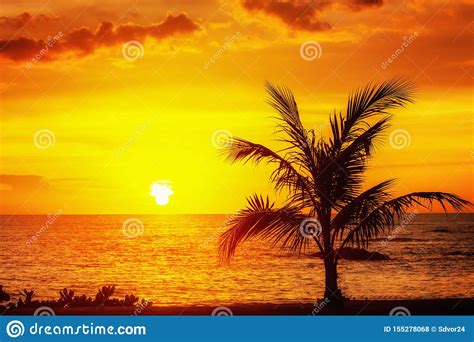 Beautiful Silhouette Coconut Palm Tree On Sky Neary Sea