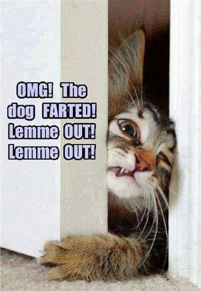 29 Funny Cat Memes CatMemes Memes Humor Funny Cat Memes Really Funny