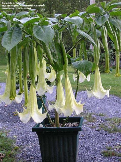 Supernova Brugmansia Growers International