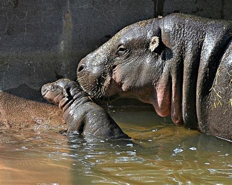 Pin By Scarlet Jonson On Zoo Born Pygmy Hippopotamus Hippopotamus