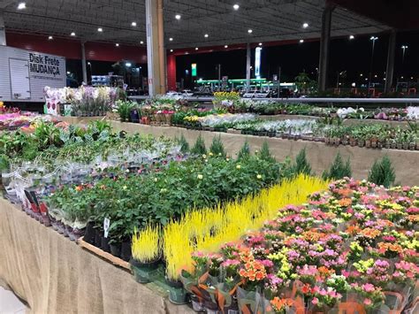 Feira Flores De Holambra Começa Nesta Quinta Feira Em João Pessoa Paraíba G1