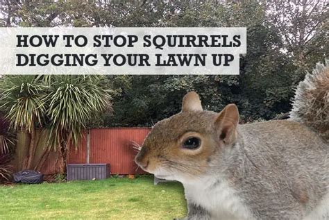 How To Stop Squirrels Digging Holes In My Lawn And Grass