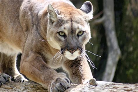 Puma Concolor Do Leste é Considerado Oficialmente Extinto Amambai