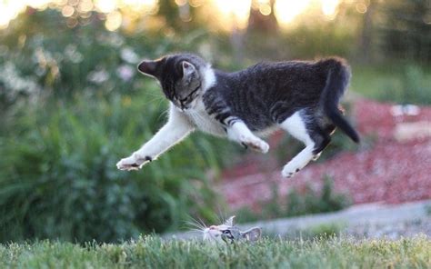 How High Can Cats Jump Exploring Feline Agility