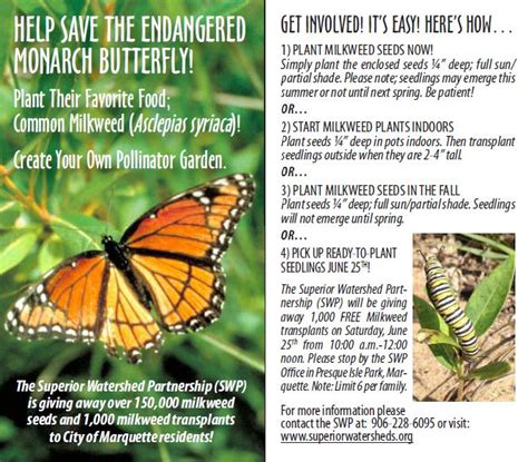 Help Save The Monarch Butterfly Plant Your Own Pollinator Friendly