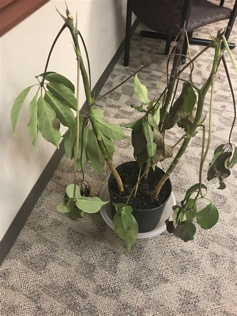 As is the case with animals, water learning how to water your cannabis plants properly is one of the greatest skills you can develop. Anyone know what type of houseplant this is? This poor ...