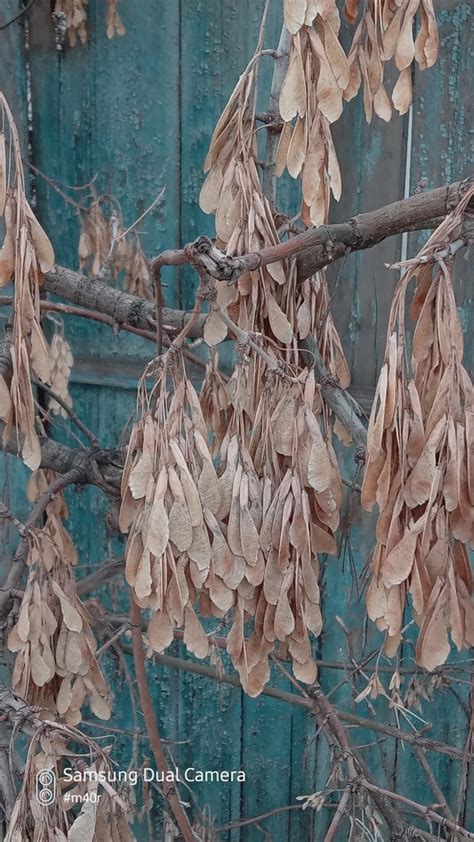 box elder from Biškek KG GB GB KG on January 2 2024 at 04 17 PM by Михаил Орлов iNaturalist