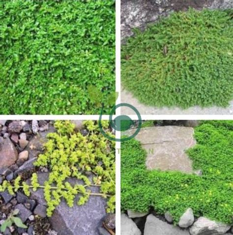 Herniaria Glabra Herb Green Carpet Ground Cover 400 Seeds