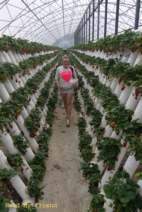 Starting a hydroponic farm or business is the same as starting any other business for that matter. Ricardoe's Tomato and Strawberry Farm | FoodmyFriend ...