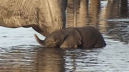 Elephants Trunks Feeling Temperature Times Re Figuring