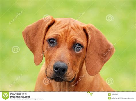 Cute Puppy Face Portrait Royalty Free Stock Images Image