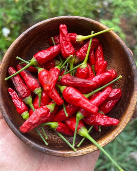 Hawaiian Chili Pepper Seeds Etsy