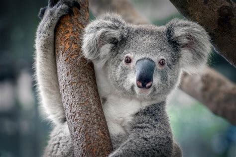 Top 10 Facts About Koalas Wwf