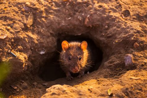 How Do Rats Live Through The Winter Plunketts Pest Control
