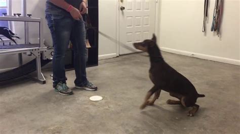How To Train A 2 Month Old Doberman