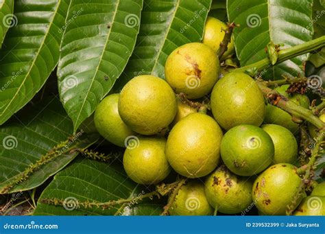 Ripe Matoa Fruits Pometia Pinnata And Green Leaves Native Fruit From