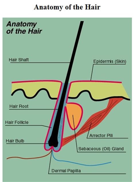We also discuss what are osteons, what are canaliculi, what are. HAIR - Dr Rajiv Desai