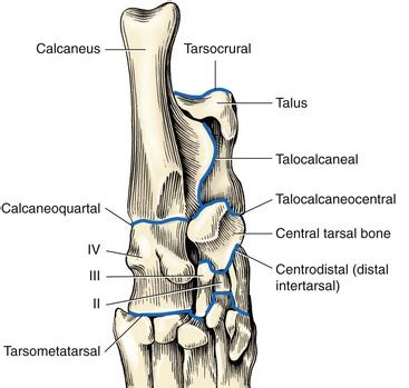 Tarsus and Metatarsus | Veterian Key
