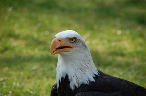 Sayap, margasatwa, paruh, burung rajawali, elang, burung hantu, fauna, burung buas, bertulang belakang, perampas, buzzard, accipitriformes. Gambar : sayap, margasatwa, paruh, burung rajawali, fauna ...