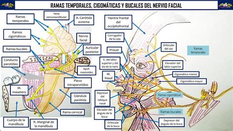 Charakter Saugf Hig Reinheit Ramas Del Nervio Facial Kugel Antworten Prellung