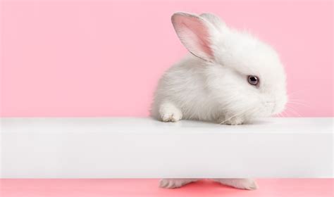 900 Companies Now Support a Federal Ban on Cosmetic Animal ...