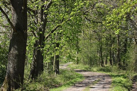 waldweg frühling kevin ramscheidt flickr