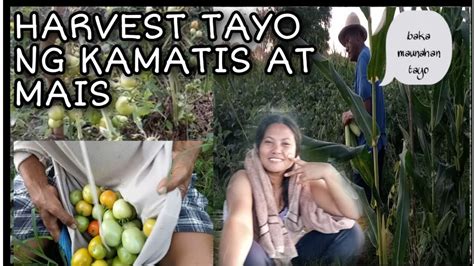 Probinsyana Tv Buhay Probinsya Mag Harvest Na Tayo Ng Kamatis Youtube