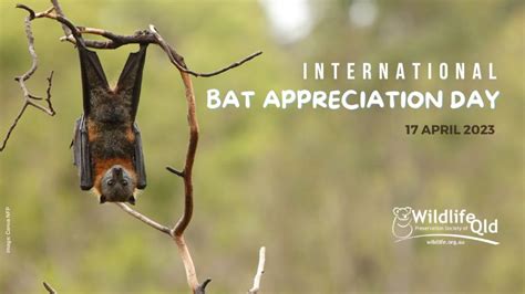 Bat Appreciation Day 2023 Wildlife Preservation Society Of Queensland