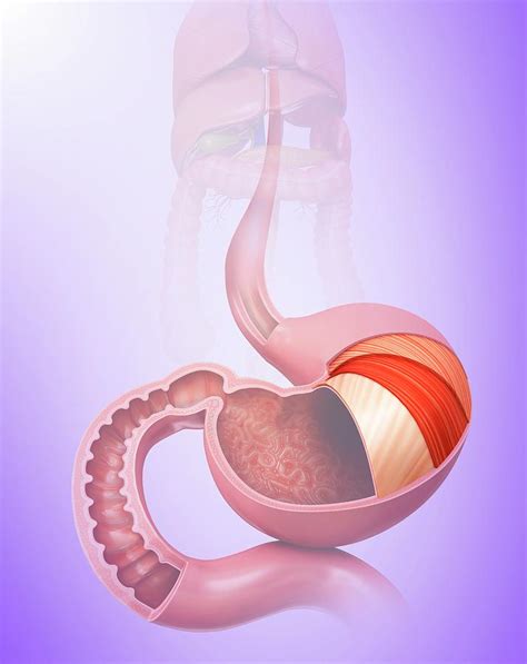 Stomach Layers And Small Intestine Photograph By Pixologicstudio