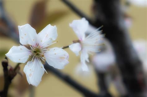 Cherry Blossom Rabirius