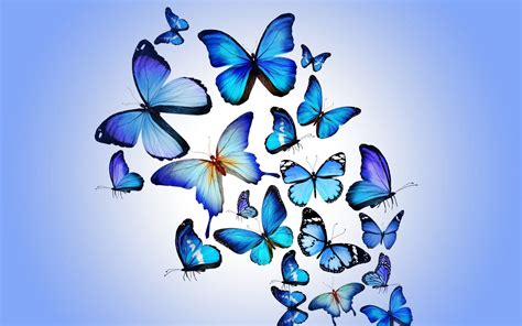 Spring Butterfly Desktop Wallpapers Top Free Spring Butterfly Desktop