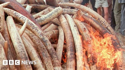 Kenyas Ivory Inferno Does Burning Elephant Tusks Destroy Them Bbc News