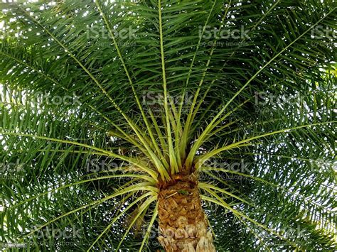 Sylvester Date Palm Tree Stock Photo Download Image Now Curve
