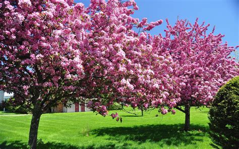 Spring Trees Wallpapers Top Free Spring Trees Backgrounds