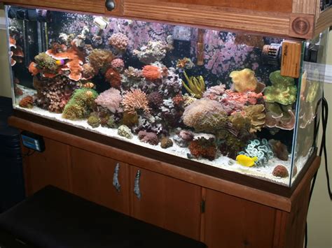 55gal Reef Tank What Fish To Get Reef2reef Saltwater And Reef