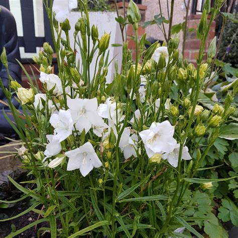 Campanula Persicifolia Takion White Takion Series Bell Flower