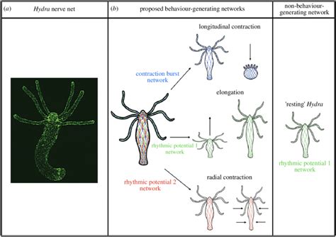 The Hydra Nerve Net And Its Proposed Functions A The Hydra Nerve Net
