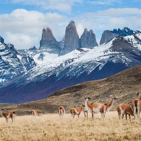 Guanacos In Torres Del Paine National Park Chile Travel Chile Punta