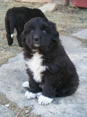 Meet bear a 5 week old black coat, great pyrenees, female puppy. 1 puppy left Great Pyrenees/Chesapeake/Chocolate lab mix ...