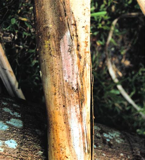 Gliocladium Blight And Gliocladium Trunk Rot Symptoms Of Palm