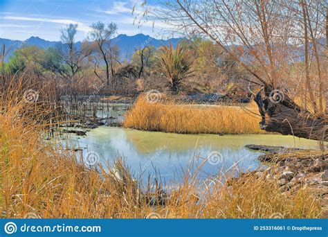 Marsh With Tall Grasses And A View Of Mountain Range And Sky At
