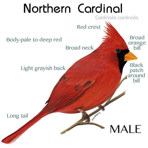 Male Cardinal Id Male Cardinal Cardinal Northern Cardinal